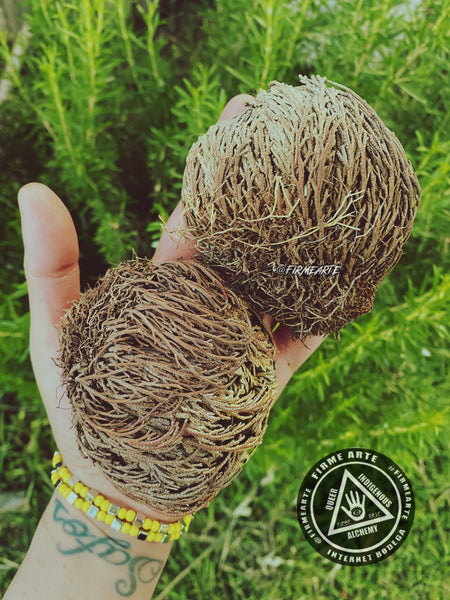 Rose Of Jericho | The resurrection plant